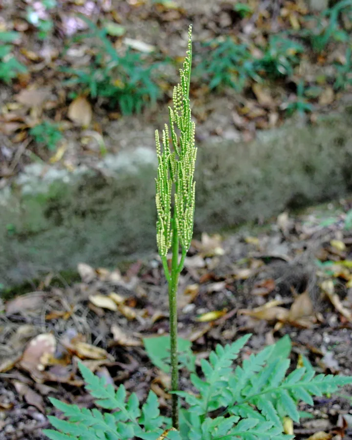 オオハナワラビ