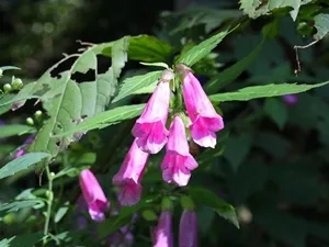 タニジャコウソウ