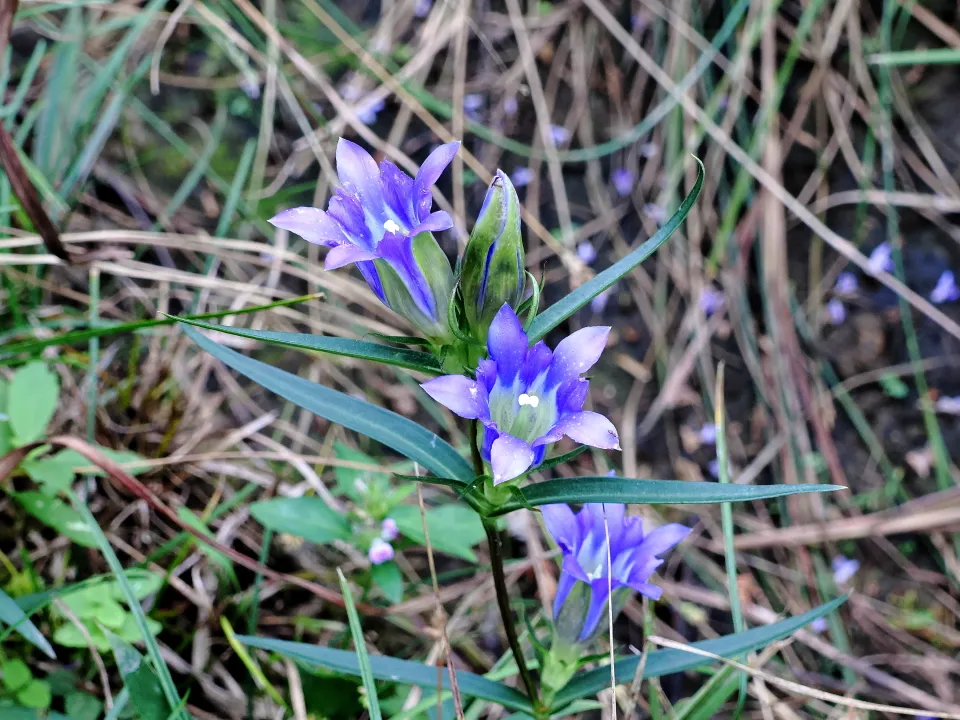 ホソバリンドウ