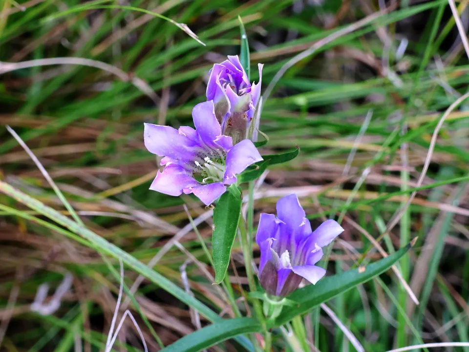 ホソバリンドウ