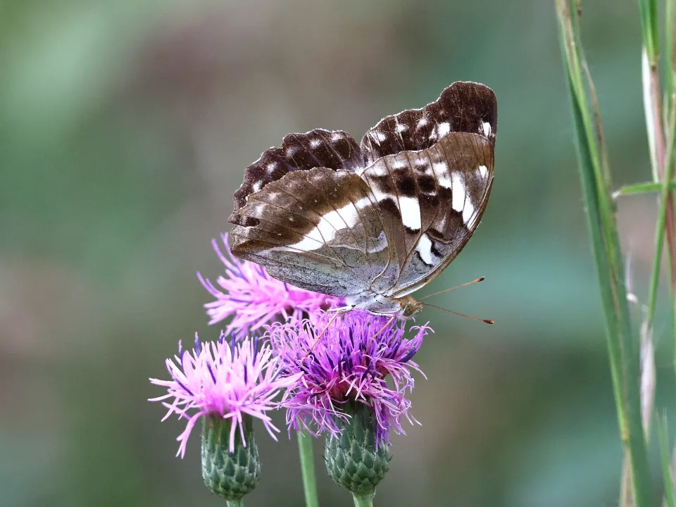 メスグロヒョウモン♀