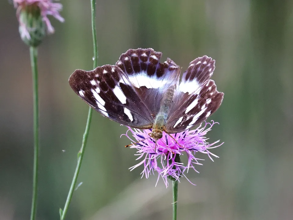 メスグロヒョウモン♀
