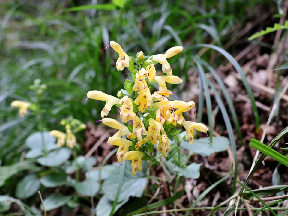 キバナアキギリ