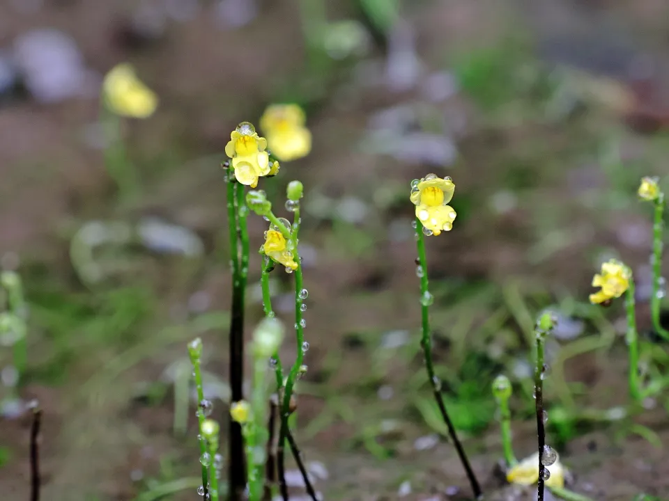 ミカワタヌキモ