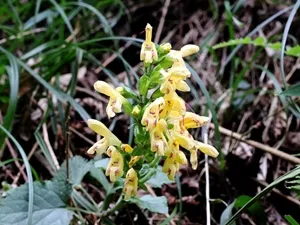 キバナアキギリ