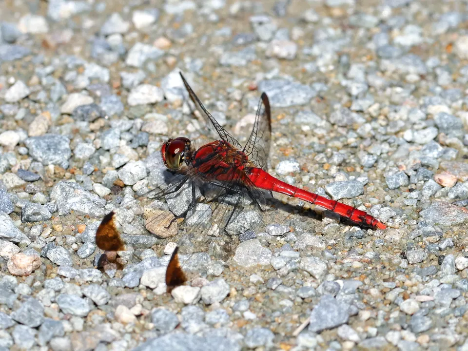 コノシメトンボ♂