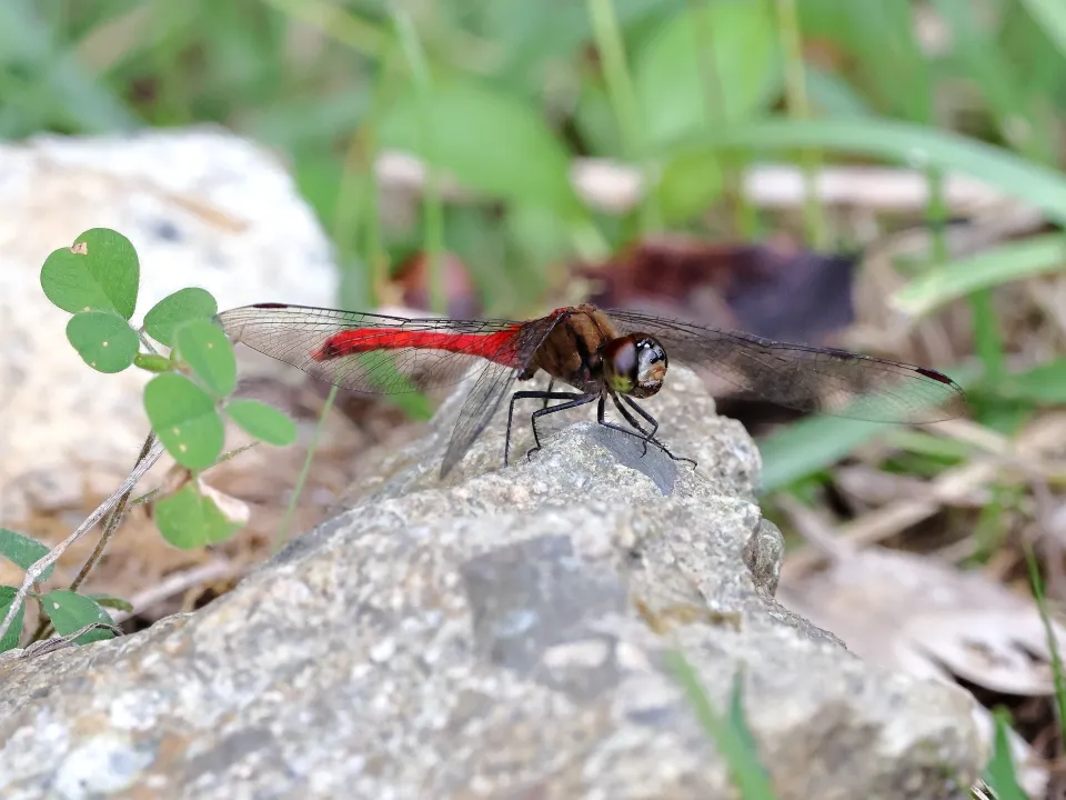 マユタテアカネ♂