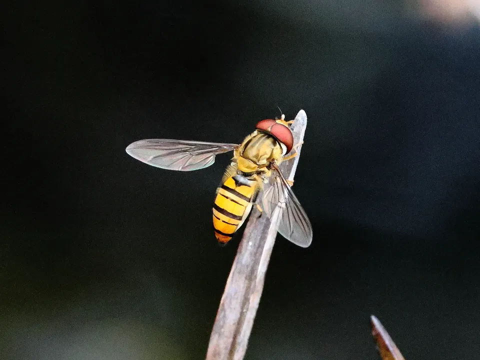 ホソヒラタアブ