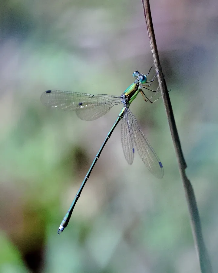 オオアオイトトンボ♂