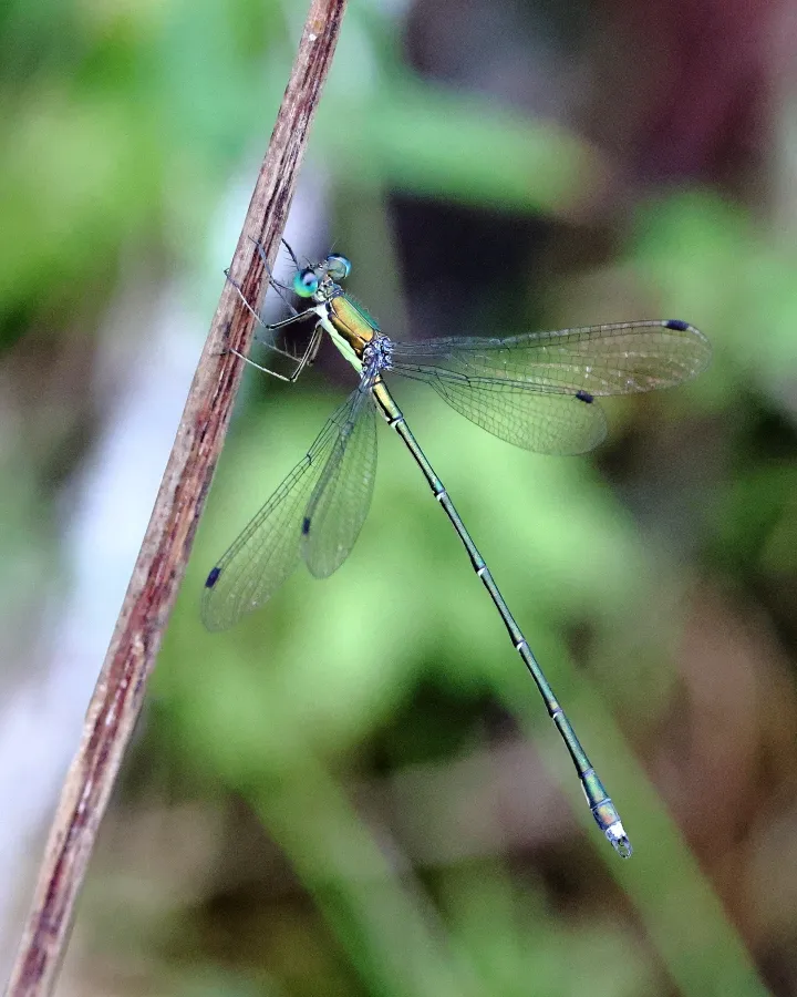 オオアオイトトンボ♂