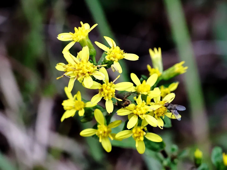 アキノキリンソウ