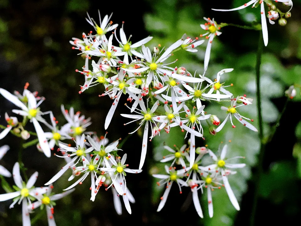 ナメラダイモンジソウ