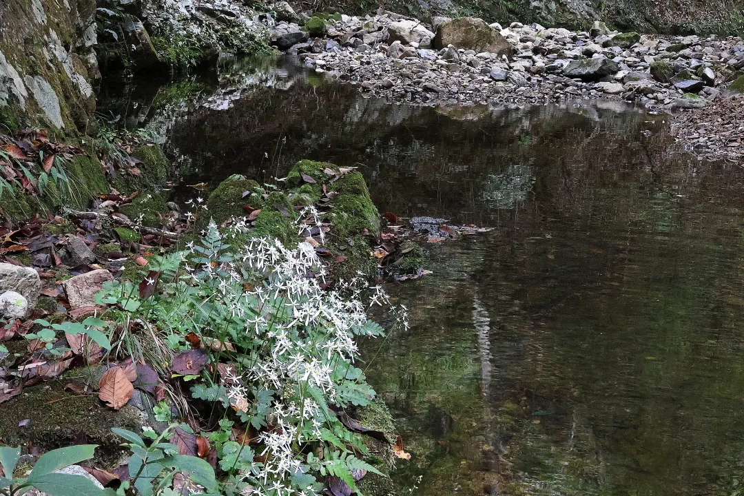 ナメラダイモンジソウ