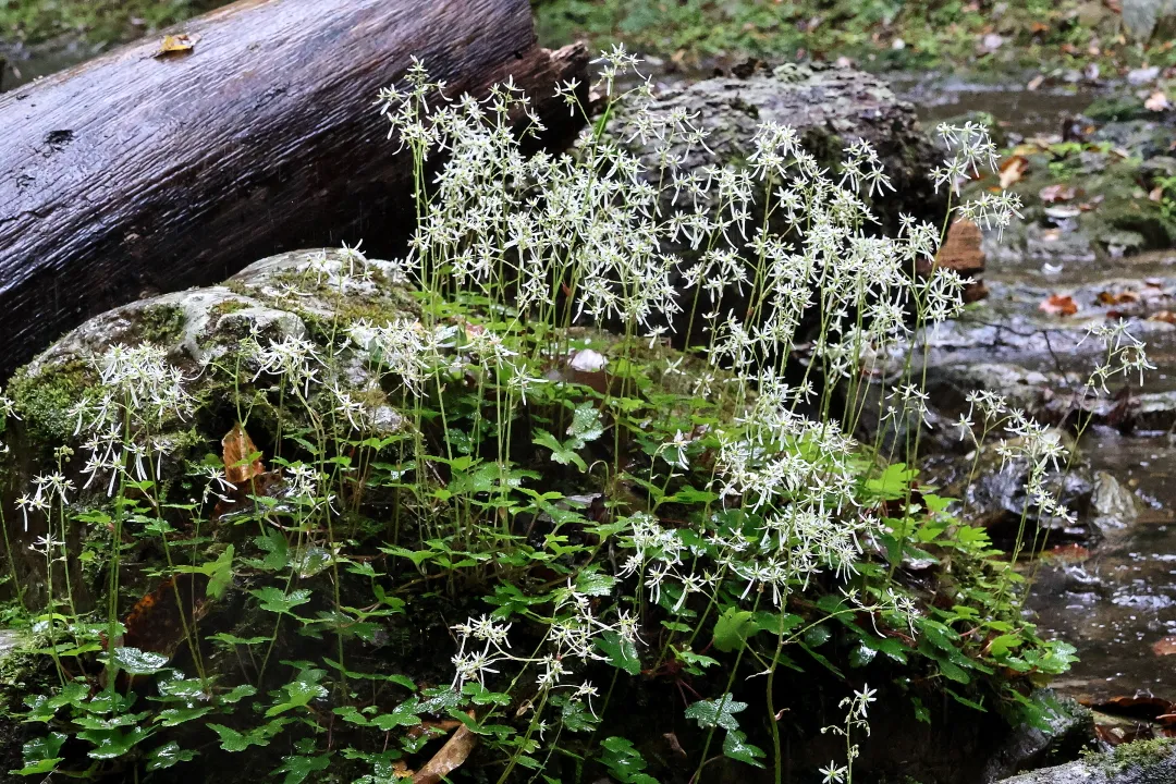 ナメラダイモンジソウ