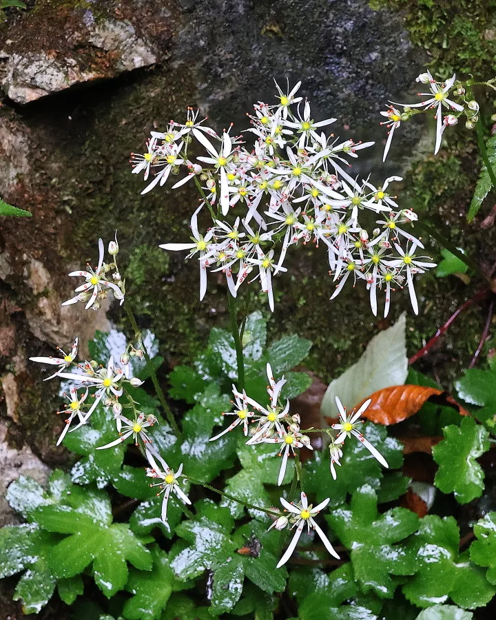 ナメラダイモンジソウ