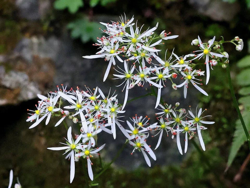 ナメラダイモンジソウ