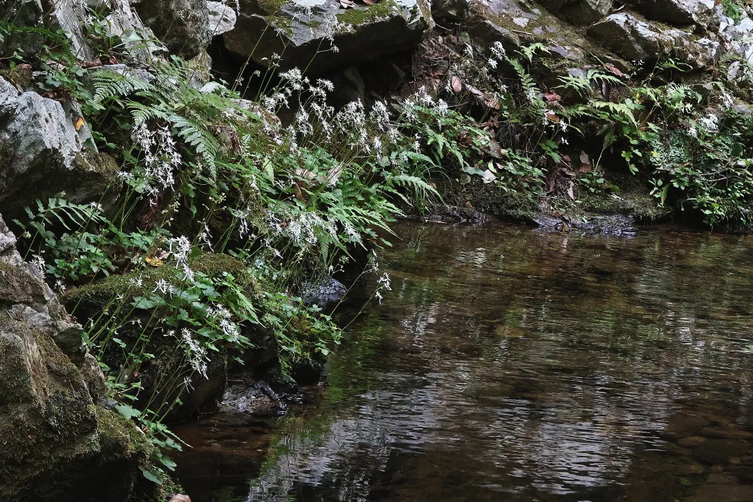 ナメラダイモンジソウ