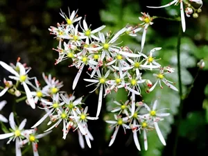 ナメラダイモンジソウ