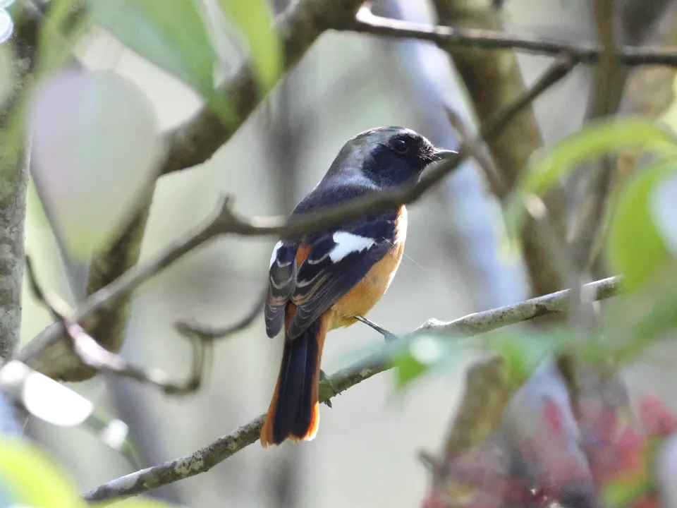 ジョウビタキ♂