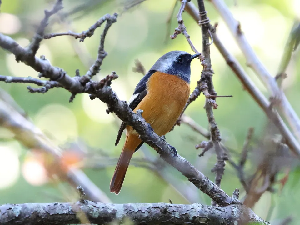 ジョウビタキ♂