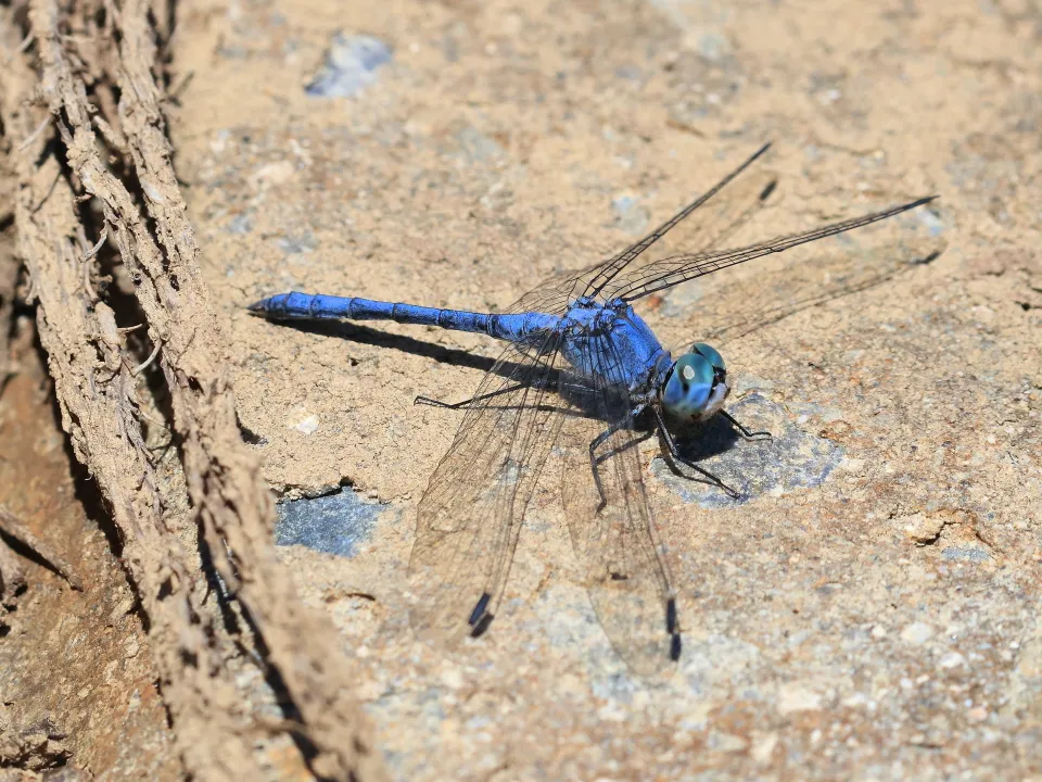 ナニワトンボ♂