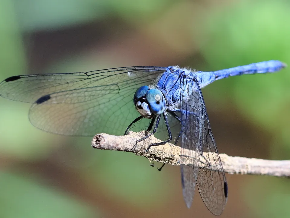 ナニワトンボ♂