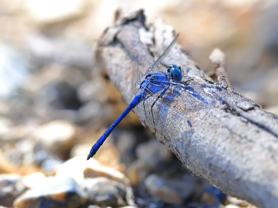 ナニワトンボ♂