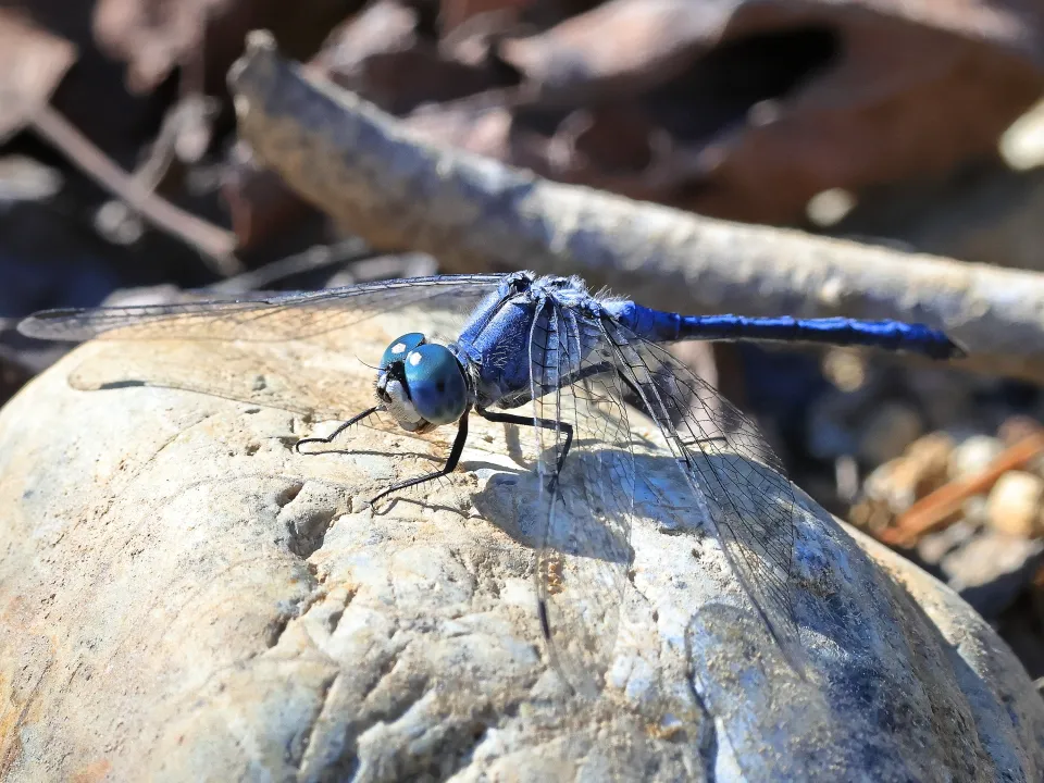 ナニワトンボ♂