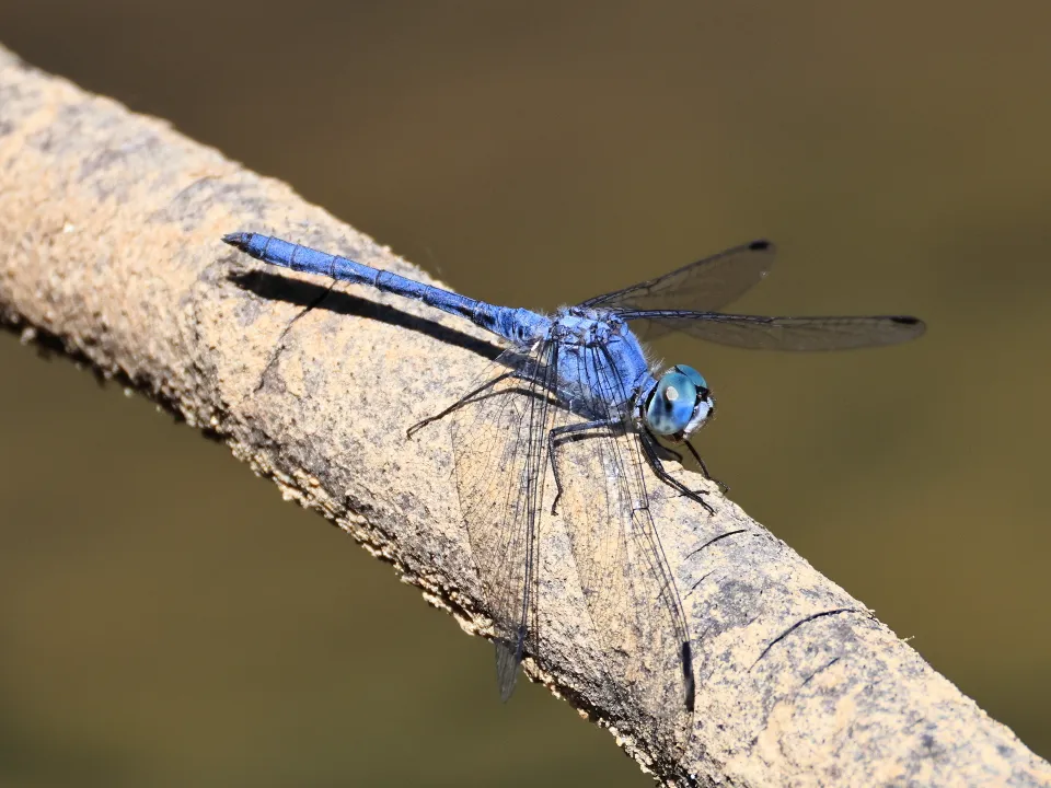 ナニワトンボ♂