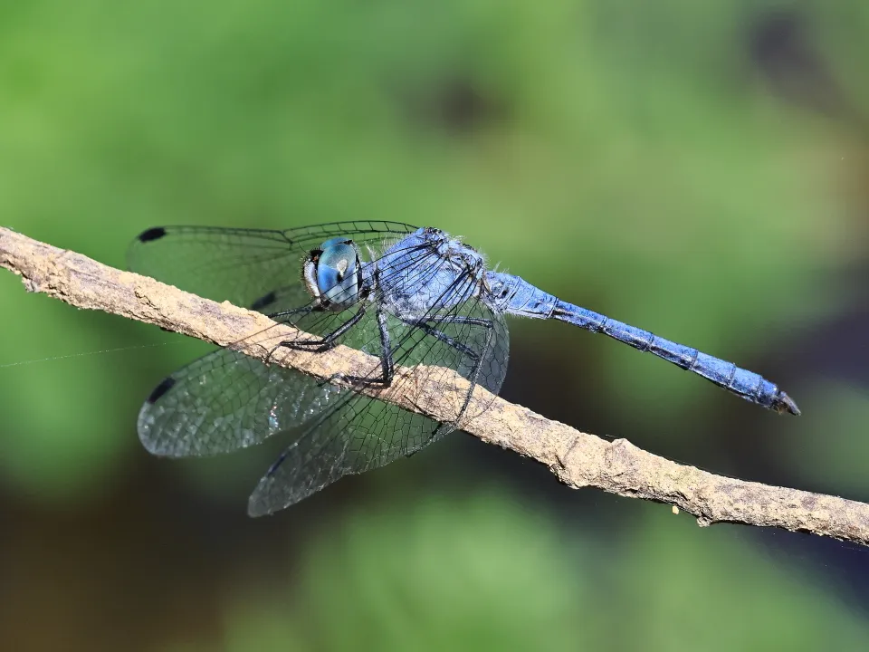 ナニワトンボ♂