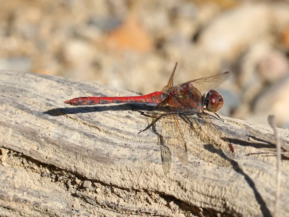 タイリクアカネ♂