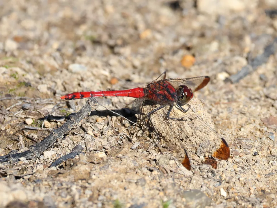 コノシメトンボ♂