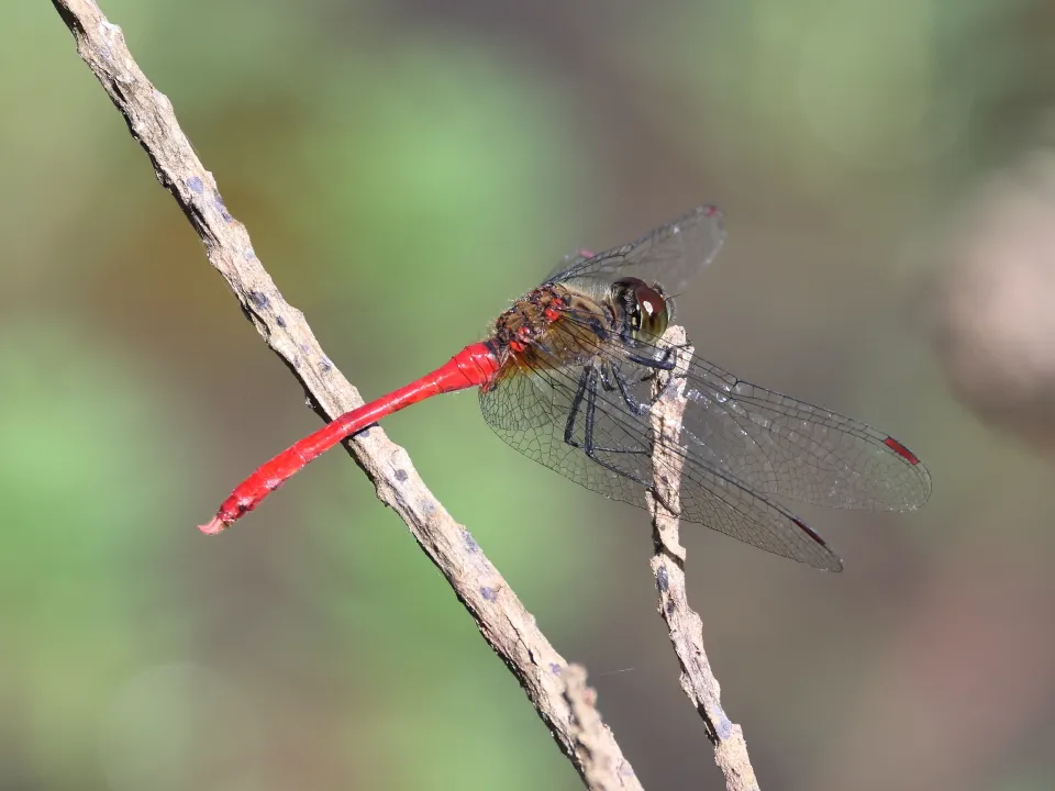 マユタテアカネ♂