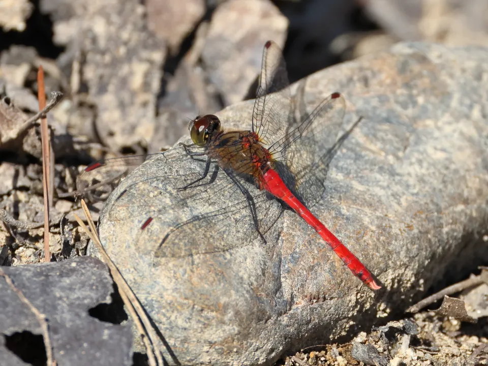 マユタテアカネ♂