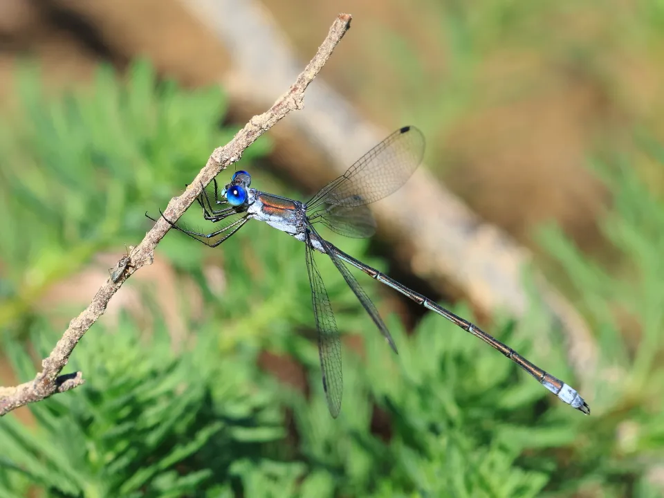 アオイトトンボ♂