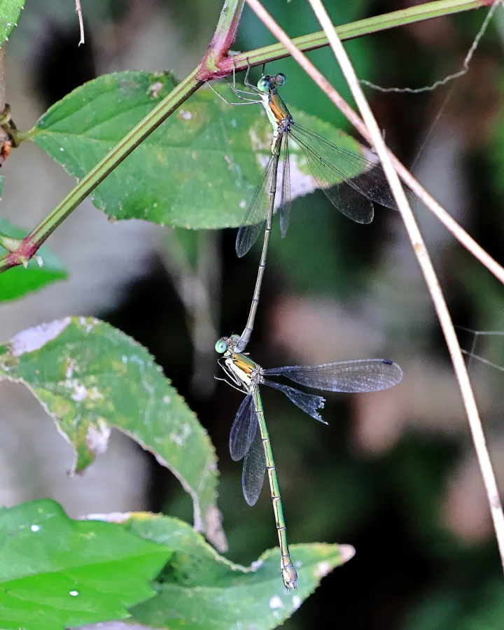 オオアオイトトンボ