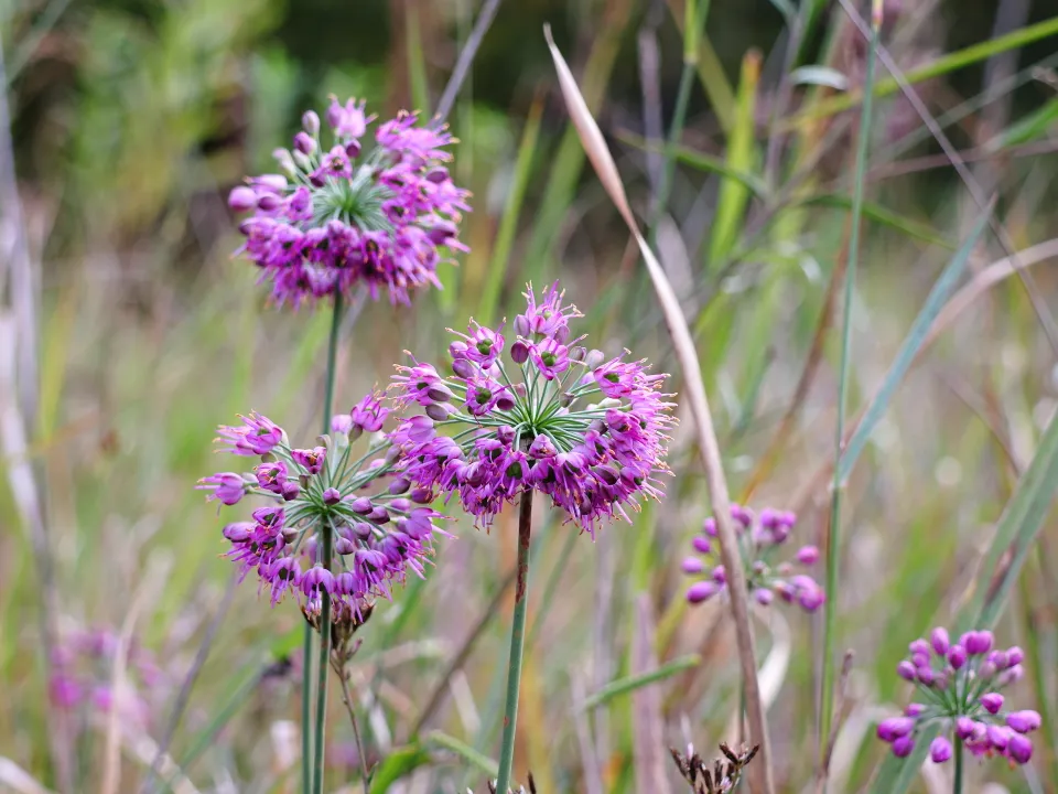 ヤマラッキョウ