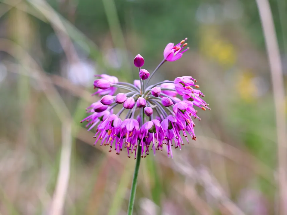 ヤマラッキョウ