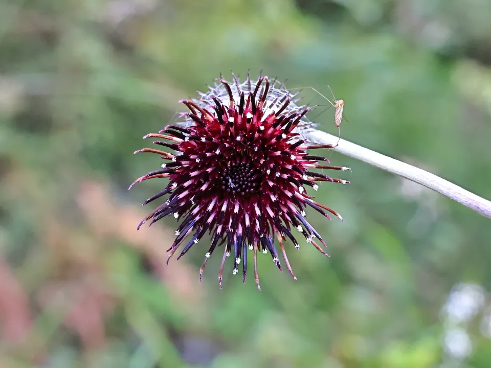 ハバヤマボクチ