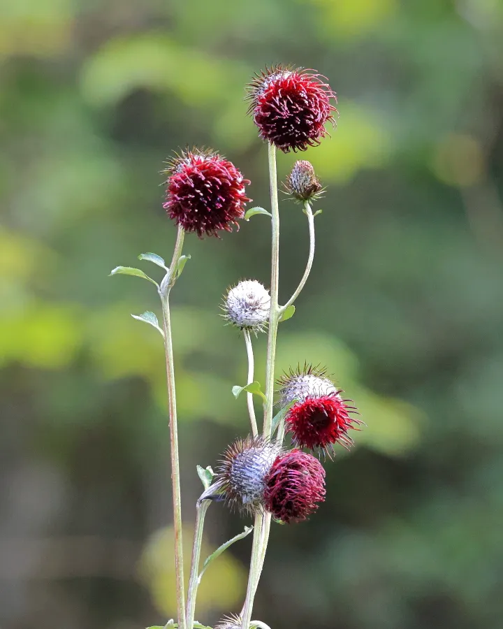 ハバヤマボクチ