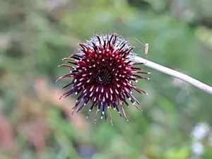 ハバヤマボクチ