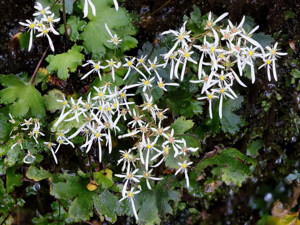 ナメラダイモンジソウ