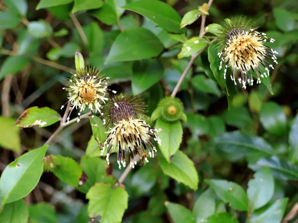 キクバヤマボクチ