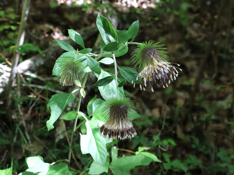 キクバヤマボクチ