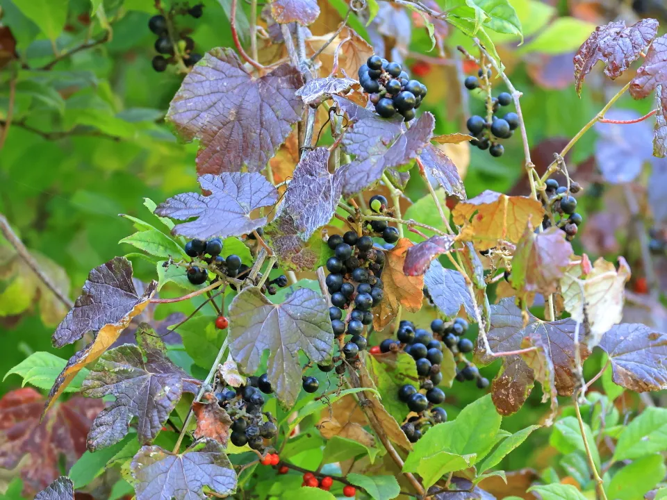 キクバエビヅル