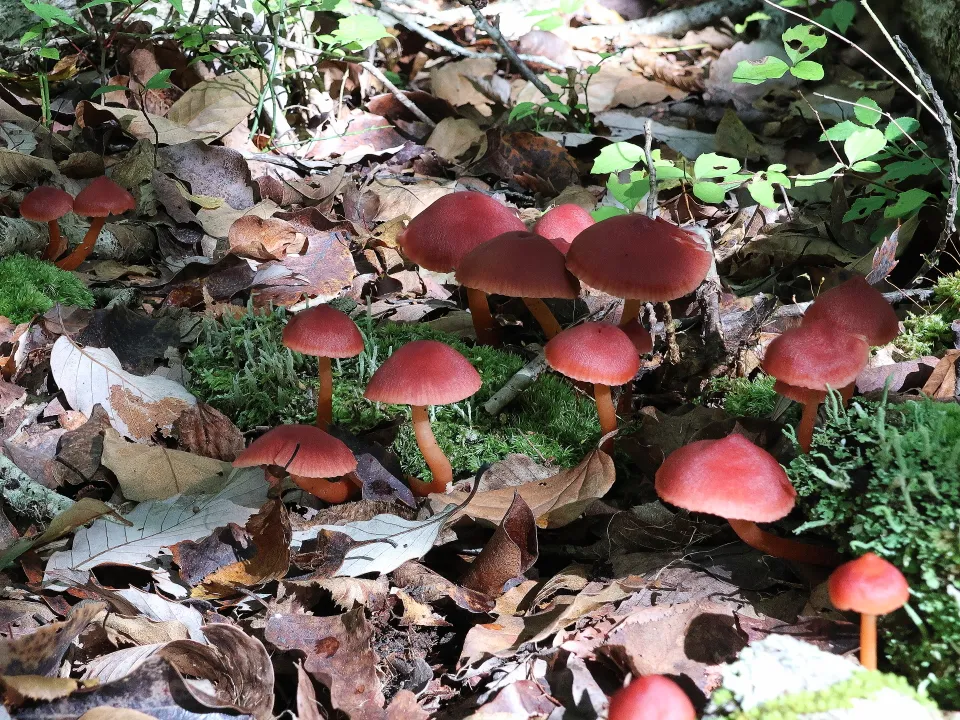 ヤマヒガサタケ