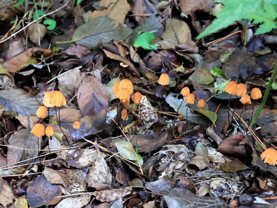 ハリガネオチバタケ