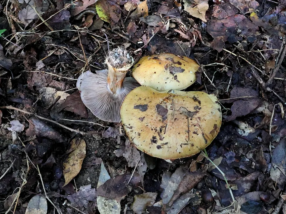 カワムラフウセンタケ