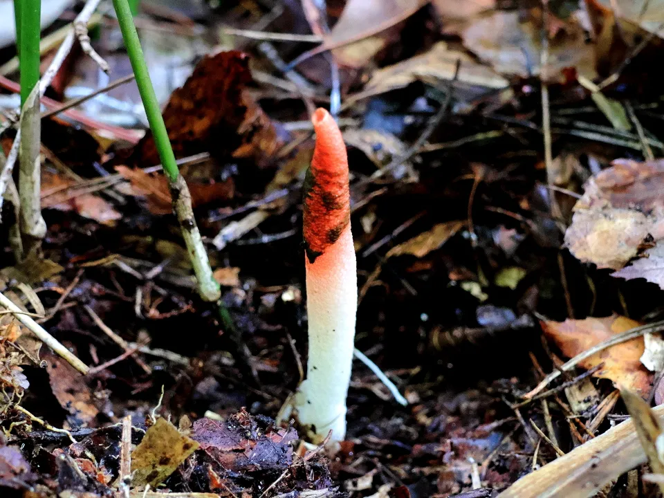 キツネノエフデ