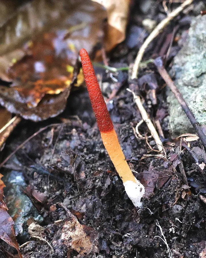 コイヌノエフデ